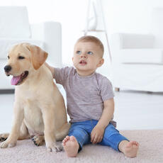 Ley de bienestar Animal: El curso para perros y el seguro, más cerca de ser obligatorios